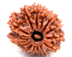 14 Mukhi